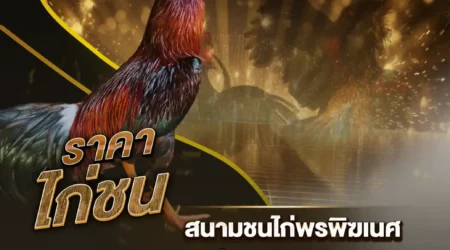 ราคาไก่ชน 01 กันยายน 2567