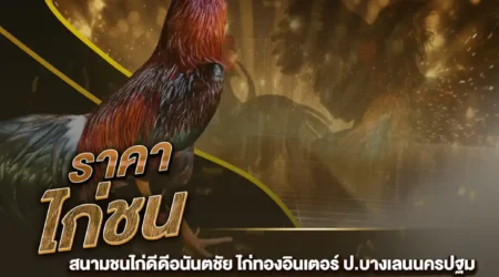 ราคาไก่ชน 03 สิงหาคม 2567