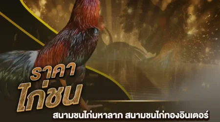 ราคาไก่ชน 10 สิงหาคม 2567