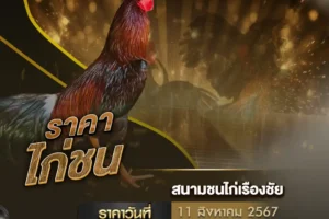 ราคาไก่ชน 11 สิงหาคม 2567