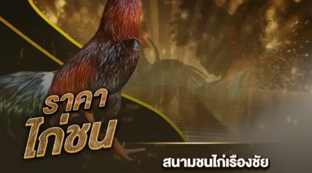 ราคาไก่ชน 11 สิงหาคม 2567