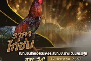 ราคาไก่ชน 17 สิงหาคม 2567