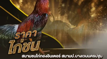 ราคาไก่ชน 17 สิงหาคม 2567