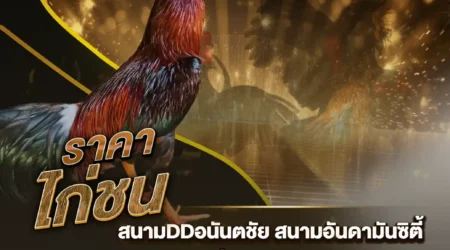 ราคาไก่ชน 18 สิงหาคม 2567