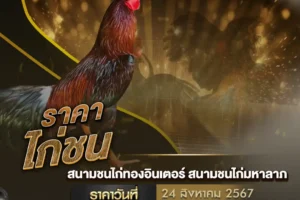 ราคาไก่ชน 24 สิงหาคม 2567