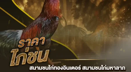 ราคาไก่ชน 24 สิงหาคม 2567