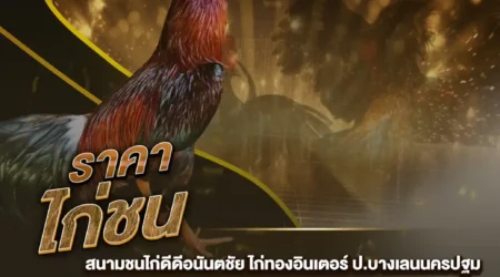 ราคาไก่ชน 31 สิงหาคม 2567