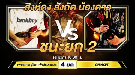 เทปไก่ชน เพชรเจริญโชค&ฟ้าประทาน56 VS สิงห์ดง 17 สิงหาคม 2567