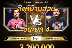 เทปไก่ชน แสงสะเดาหวาน VS สิงห์บ้านสวน 31 สิงหาคม 2567