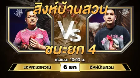 เทปไก่ชน แสงสะเดาหวาน VS สิงห์บ้านสวน 31 สิงหาคม 2567