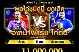 เทปไก่ชน ก.ไก่เก่ง VS อั่งเปาฟาร์ม 03 สิงหาคม 2567