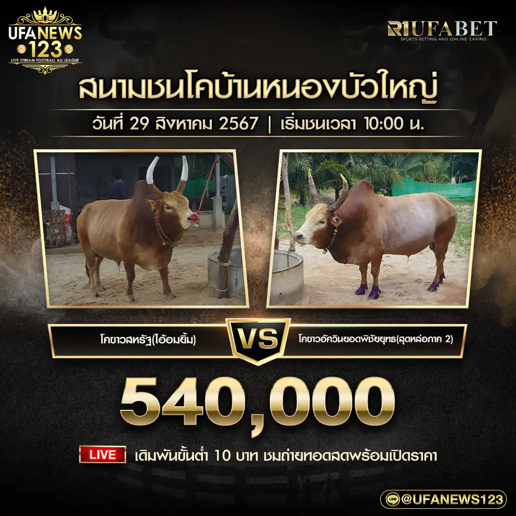 โคขาวสหรัฐ(ไอ้อมยิ้ม) VS โคขาวอัศวินยอดพิชัยยุทธ(สุดหล่อภาค2) ชิงรางวัล 540,000 บาท