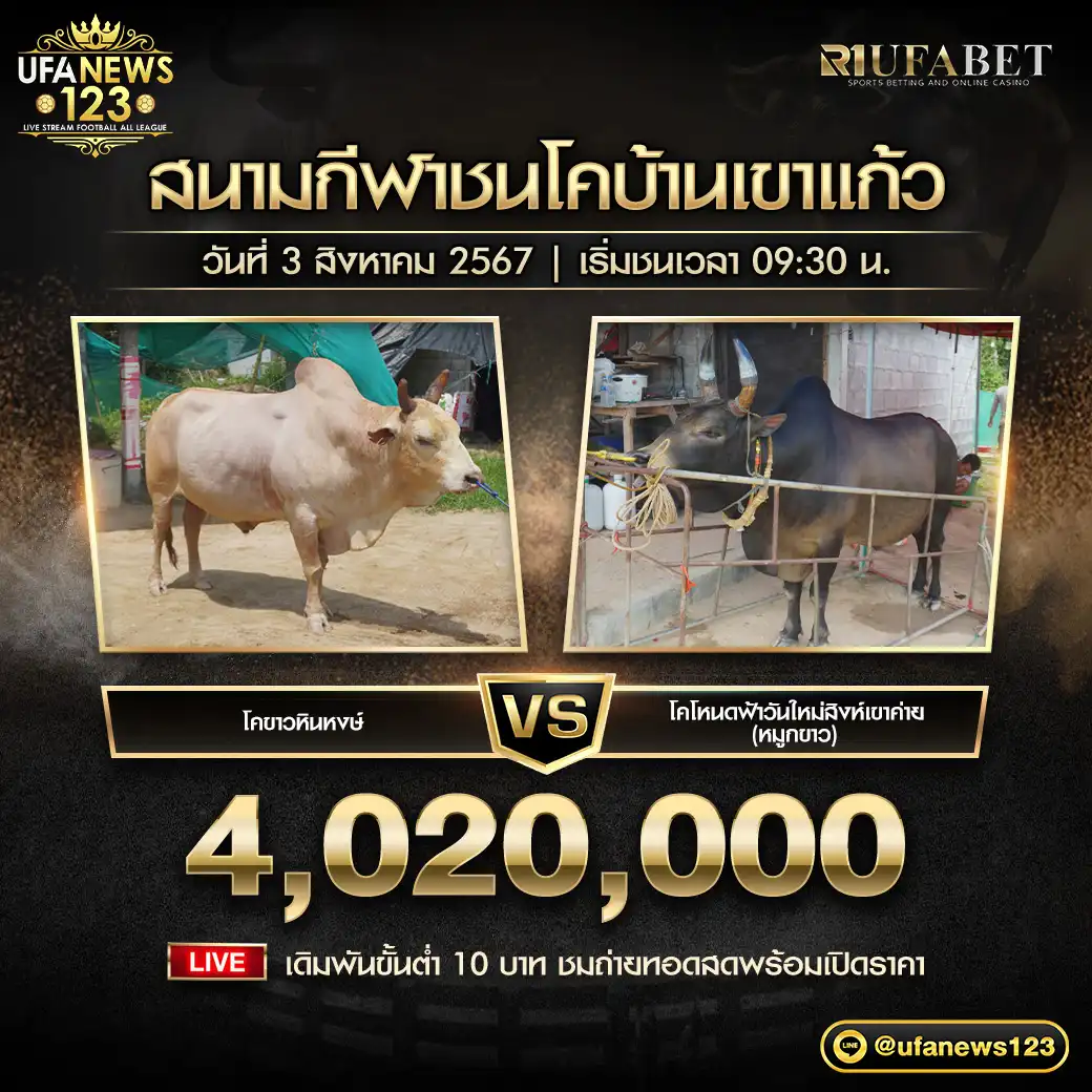 โคขาวหินหงษ์ VS โคโหนดฟ้าวันใหม่สิงห์เขาค่าย (หมูกขาว) ชิงรางวัล 4,020,000 บาท