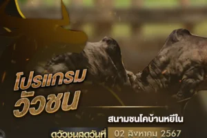 โปรแกรมวัวชน 02 สิงหาคม 2567