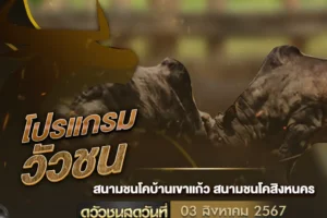 โปรแกรมวัวชน 03 สิงหาคม 2567