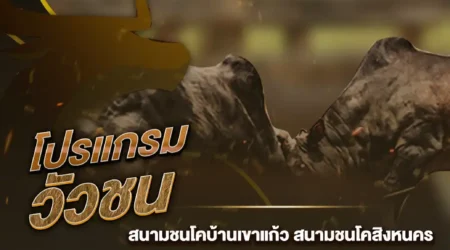 โปรแกรมวัวชน 03 สิงหาคม 2567