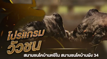 โปรแกรมวัวชน 05 สิงหาคม 2567