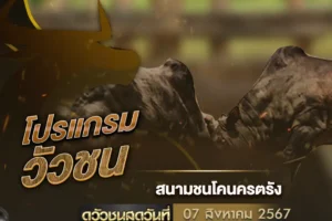 โปรแกรมวัวชน 07 สิงหาคม 2567