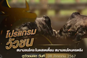 โปรแกรมวัวชน 08 สิงหาคม 2567