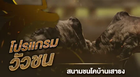 โปรแกรมวัวชน 09 สิงหาคม 2567