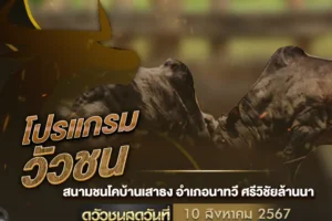 โปรแกรมวัวชน 10 สิงหาคม 2567