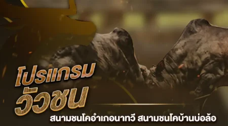 โปรแกรมวัวชน 11 สิงหาคม 2567