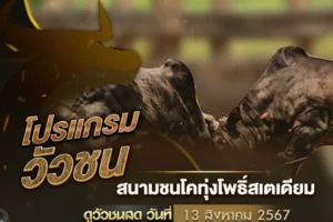 โปรแกรมวัวชน 13 สิงหาคม 2567