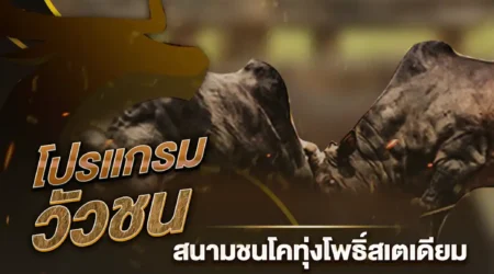 โปรแกรมวัวชน 13 สิงหาคม 2567