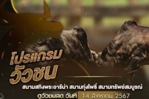 โปรแกรมวัวชน 14 สิงหาคม 2567