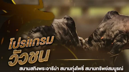 โปรแกรมวัวชน 14 สิงหาคม 2567