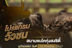 โปรแกรมวัวชน 16 สิงหาคม 2567