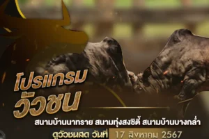 โปรแกรมวัวชน 17 สิงหาคม 2567