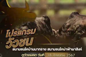 โปรแกรมวัวชน 18 สิงหาคม 2567