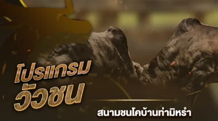 โปรแกรมวัวชน 23 สิงหาคม 2567