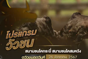 โปรแกรมวัวชน 26 สิงหาคม 2567