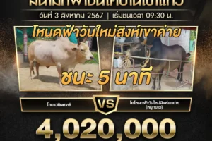 ย้อนหลังวัวชน ขาวหินหงษ์ VS ฟ้าวันใหม่สิงห์เขาค่าย 03 สิงหาคม 2567