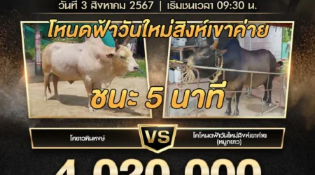 ย้อนหลังวัวชน ขาวหินหงษ์ VS ฟ้าวันใหม่สิงห์เขาค่าย 03 สิงหาคม 2567