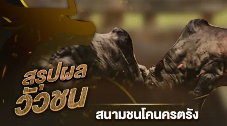 ผลวัวชน 06 กันยายน 2567