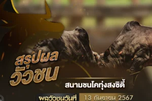 ผลวัวชน 13 กันยายน 2567