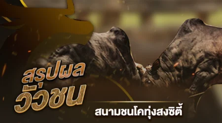 ผลวัวชน 13 กันยายน 2567