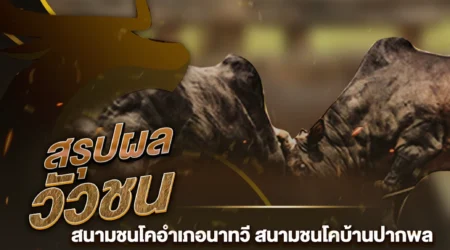 ผลวัวชน 14 กันยายน 2567