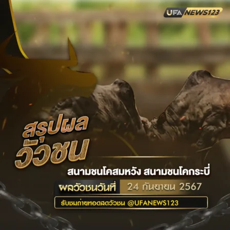 ผลวัวชน 24 กันยายน 2567