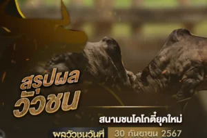 ผลวัวชน 30 กันยายน 2567