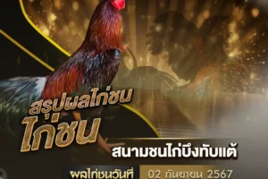 ผลไก่ชน 02 กันยายน 2567