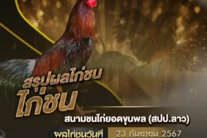 ผลไก่ชน 23 กันยายน 2567