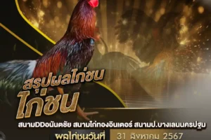 ผลไก่ชน 31 สิงหาคม 2567