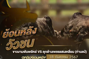 ย้อนหลังวัวชน ขาวงามพันพยัคฆ์ VS ดุกด้างเพชรแสนเหลี่ยม 18 กันยายน 2567