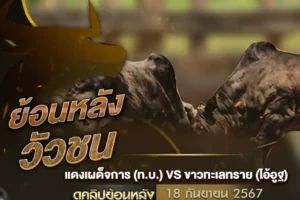 วัวชนย้อนหลัง แดงเผด็จการ VS ขาวทะเลทราย 18 กันยายน 2567