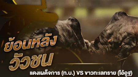 วัวชนย้อนหลัง แดงเผด็จการ VS ขาวทะเลทราย 18 กันยายน 2567