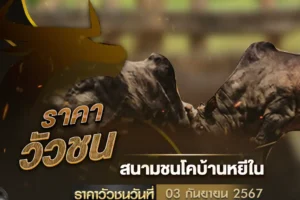 ผลวัวชน 03 กันยายน 2567